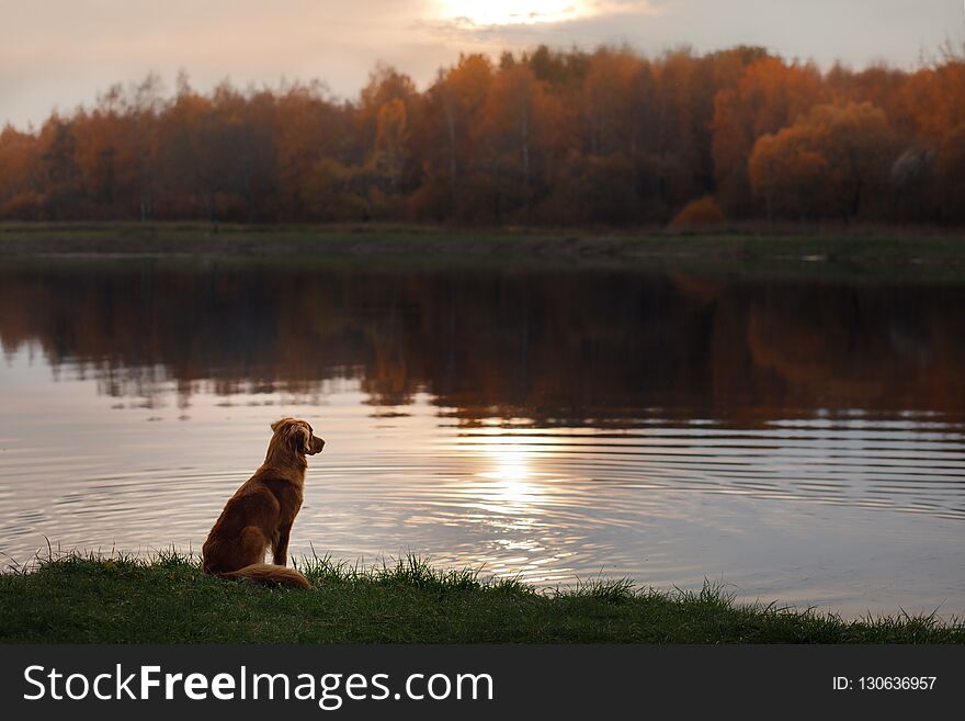 Dog by the lake. Autumn mood. red Nova Scotia Duck Tolling Retriever, Toller. Traveling with a pet, healthy lifestyle. Dog by the lake. Autumn mood. red Nova Scotia Duck Tolling Retriever, Toller. Traveling with a pet, healthy lifestyle.