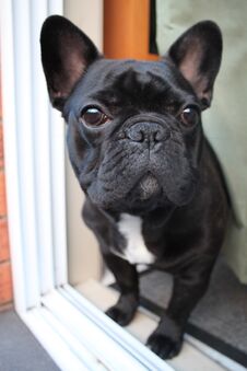 Frenchie French Bulldog Black Pup Puppy Dog Pet Cute Stock Photography