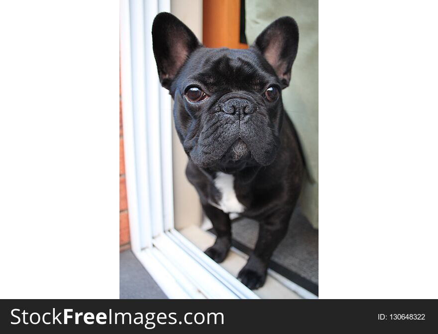 Frenchie French Bulldog Black Pup Puppy Dog Pet Cute