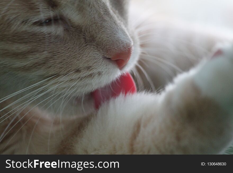 Cat beautiful tabby lick licking tongue fur cleaning