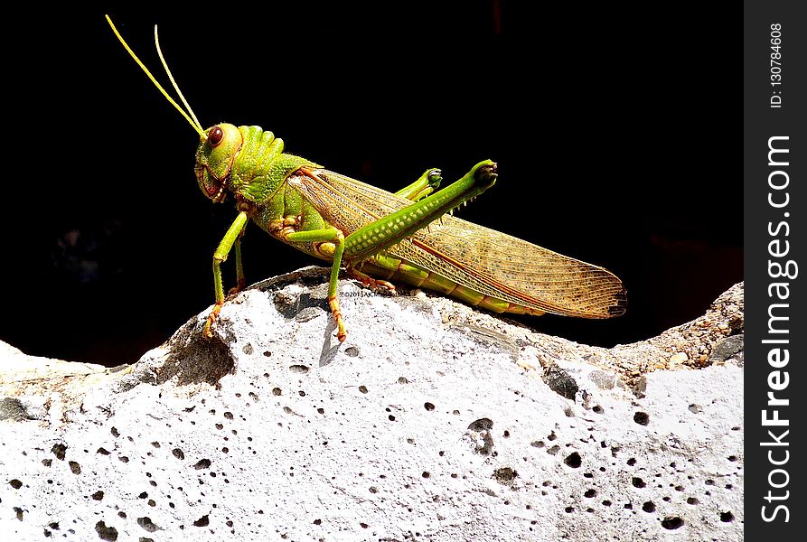 Insect, Invertebrate, Grasshopper, Locust