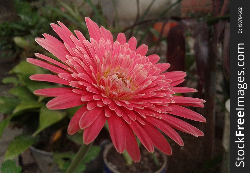 Flower, Plant, Flora, Gerbera