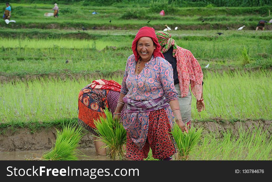 Agriculture, Field, Paddy Field, Rural Area