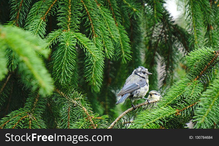 Bird, Tree, Ecosystem, Fauna