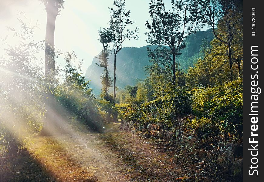 Nature, Ecosystem, Path, Forest