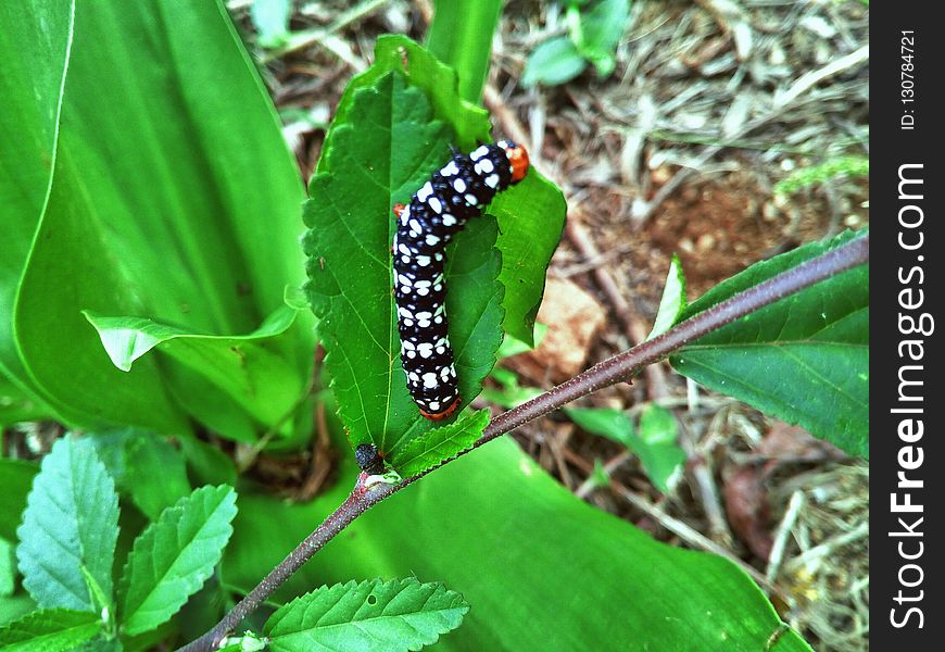 Larva, Leaf, Caterpillar, Insect