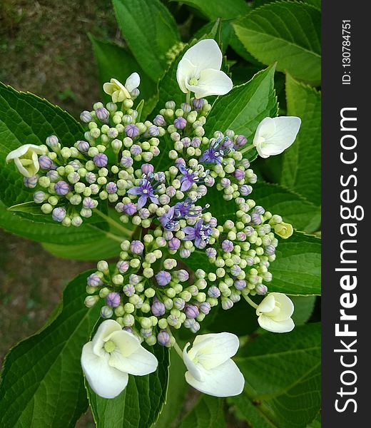 Flower, Plant, Hydrangea, Hydrangea Serrata