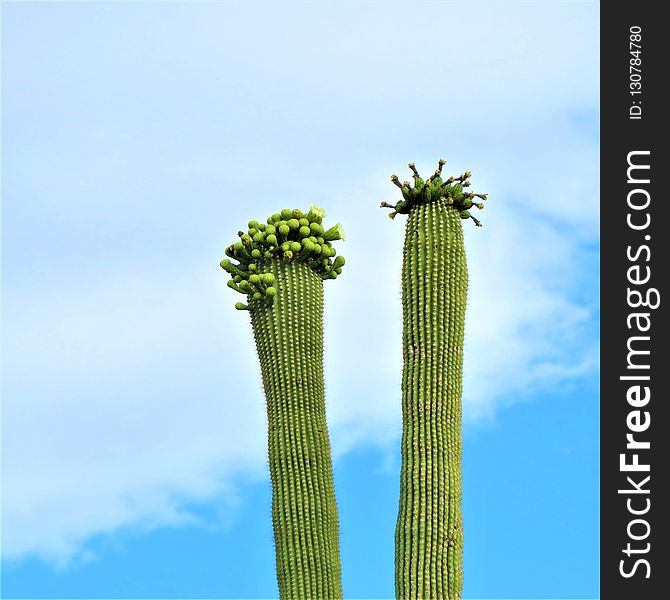 Plant, Cactus, Sky, Hedgehog Cactus