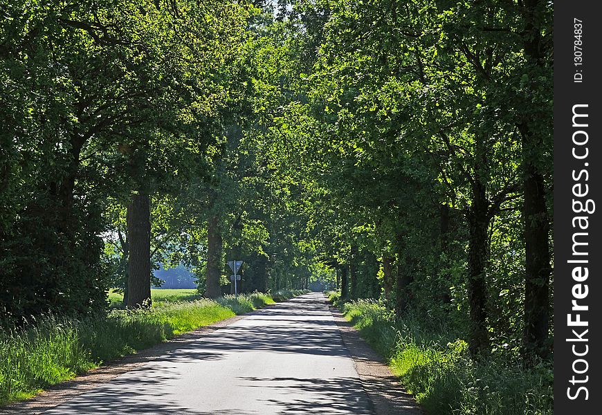 Road, Path, Nature, Tree