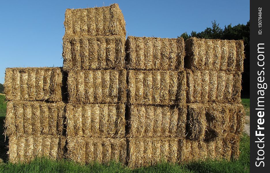 Hay, Straw, Grass, Field