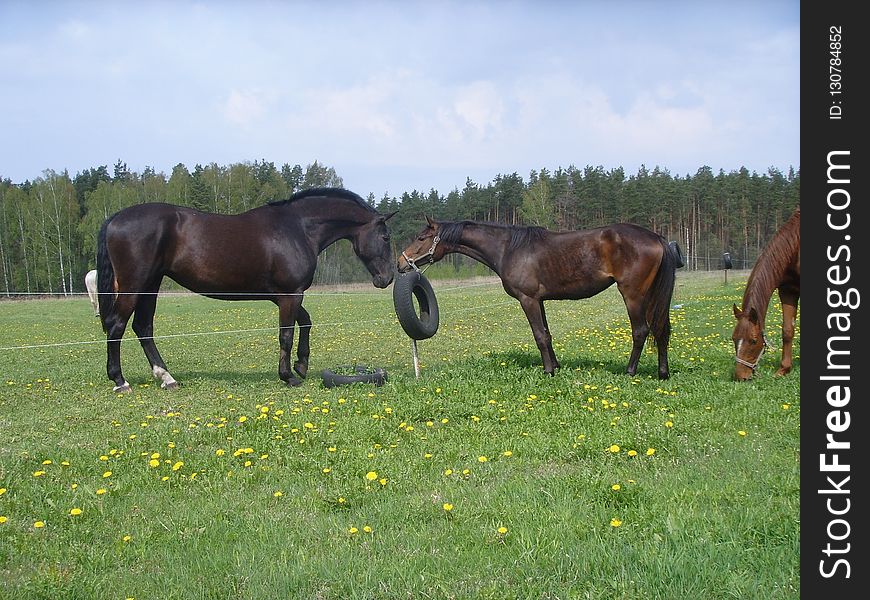 Horse, Pasture, Ecosystem, Grassland