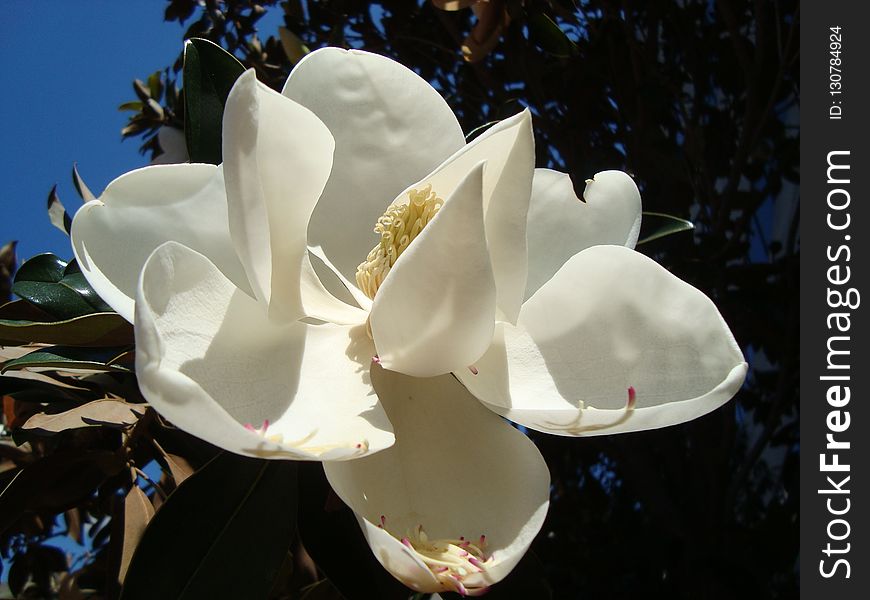 Flower, Plant, White, Flowering Plant