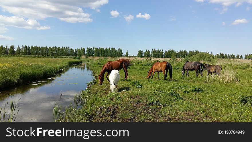 Pasture, Ecosystem, Nature Reserve, Grassland