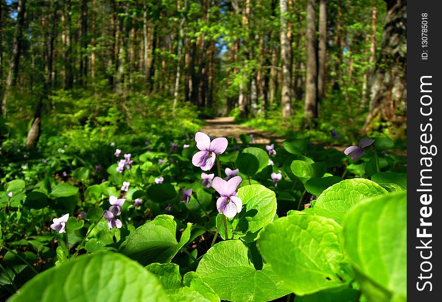 Plant, Vegetation, Flora, Flower