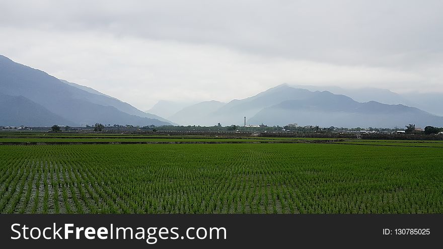 Paddy Field, Agriculture, Field, Plain