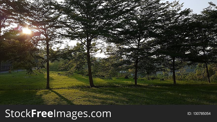 Nature, Tree, Sky, Ecosystem