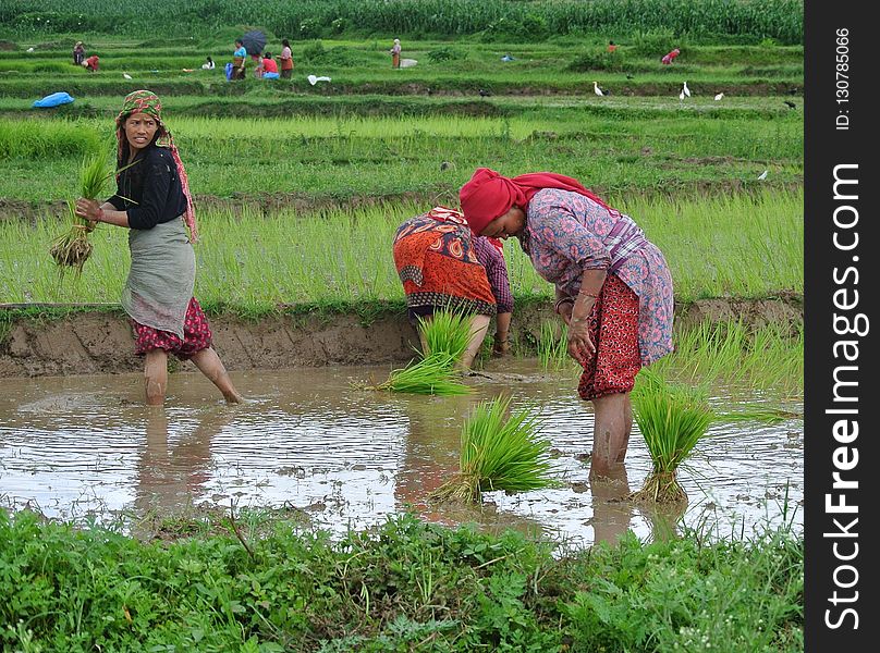 Water, Agriculture, Paddy Field, Water Resources