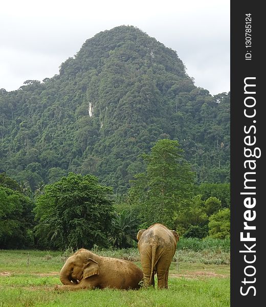 Elephants And Mammoths, Grassland, Wildlife, Nature Reserve