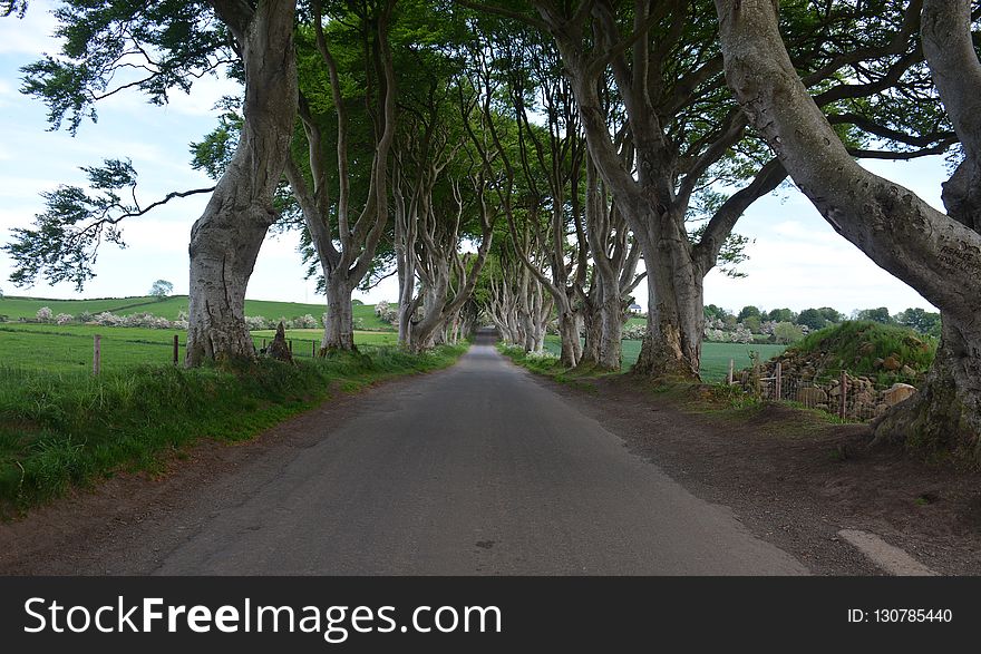 Road, Tree, Path, Lane