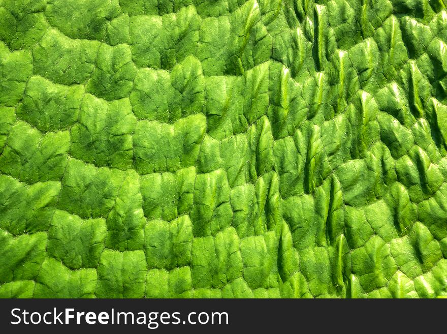 Close-up of a green Victoria amazonica leaf&#x27;s pattern in the sunshine. Close-up of a green Victoria amazonica leaf&#x27;s pattern in the sunshine