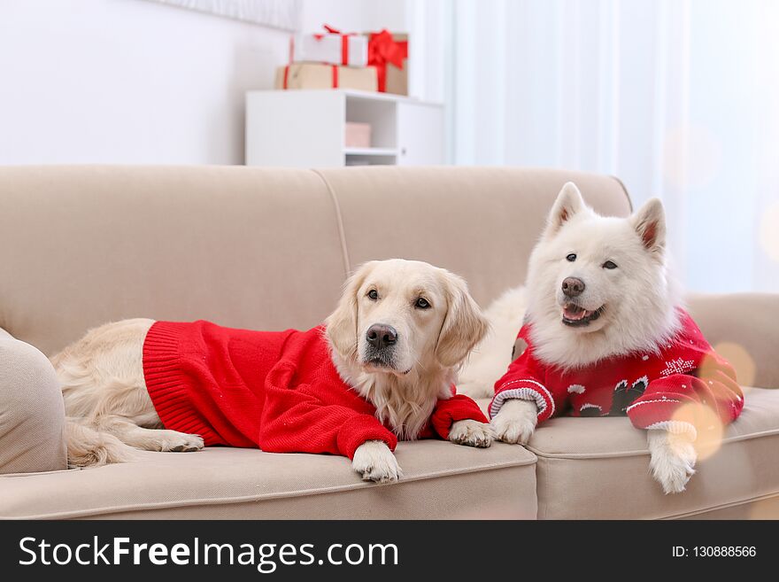 Cute dogs in warm sweaters on sofa at home. Christmas celebration