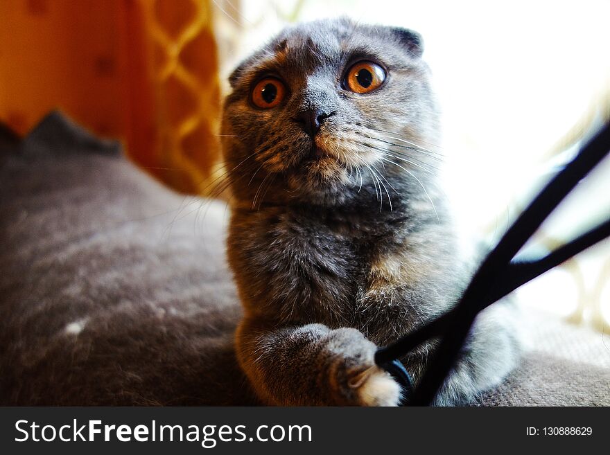 Purebreed small cat playing with cord .yellow eyes, gray fluffy fur