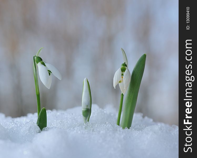 Close up of white snowdrops in snow