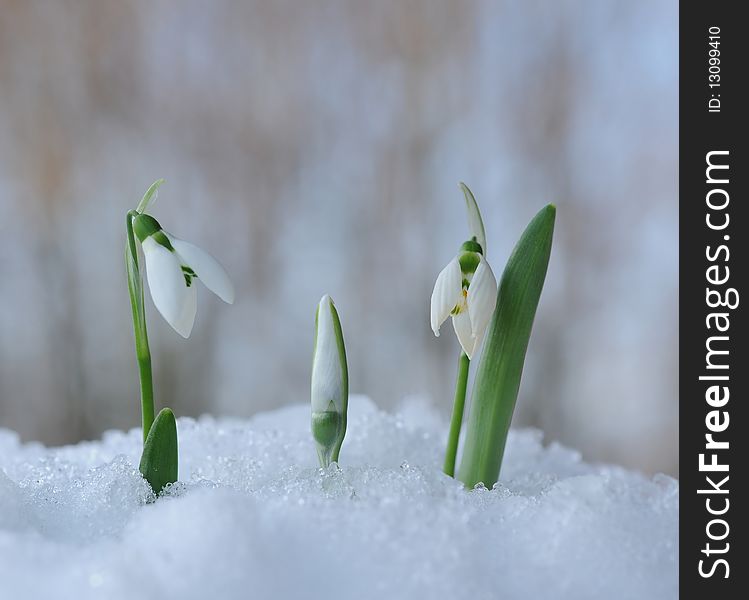 Snowdrops