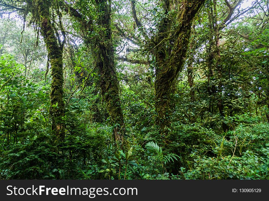 Cloud Forest Of Reserva Biologica Bosque Nuboso Monteverde, Costa Ri