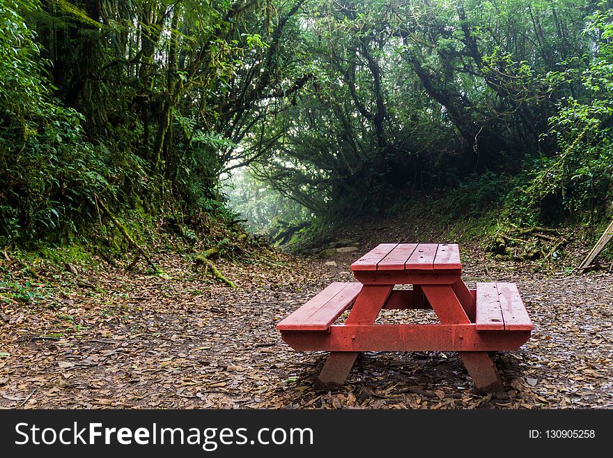 Picnic table in a cloud forest of Reserva Biologica Bosque Nuboso Monteverde, Costa Ri