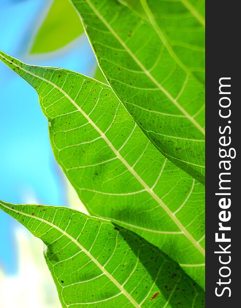 Close-up of a green breadfruit leaf&#x27;s pattern in the sunshine and blue background. Close-up of a green breadfruit leaf&#x27;s pattern in the sunshine and blue background