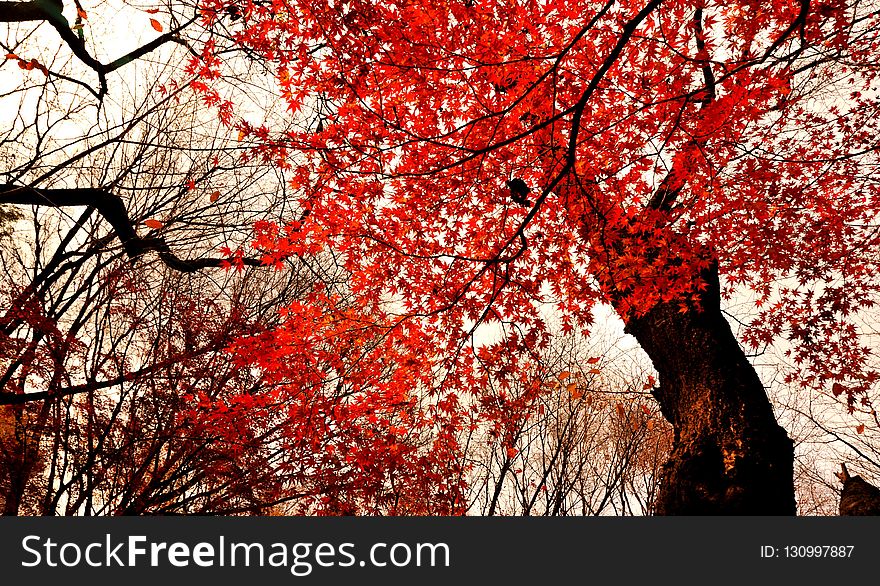 Tree, Red, Nature, Leaf