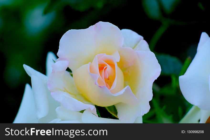 Flower, White, Rose Family, Rose