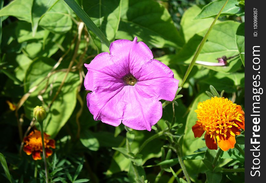 Flower, Plant, Flora, Annual Plant