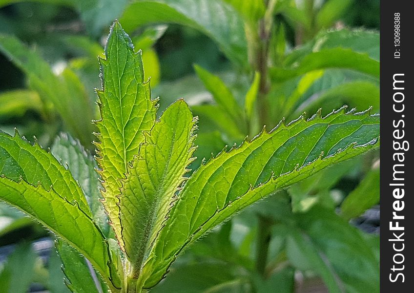 Plant, Leaf, Vegetation, Herb