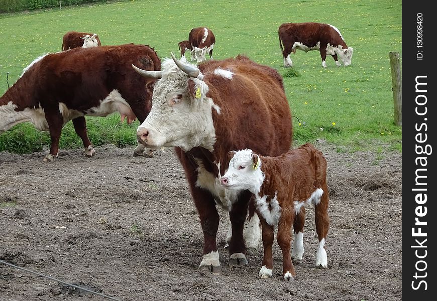 Cattle Like Mammal, Cow Goat Family, Calf, Pasture