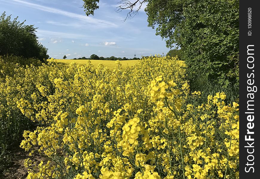 Rapeseed, Yellow, Canola, Mustard Plant