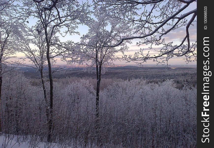 Winter, Frost, Tree, Snow