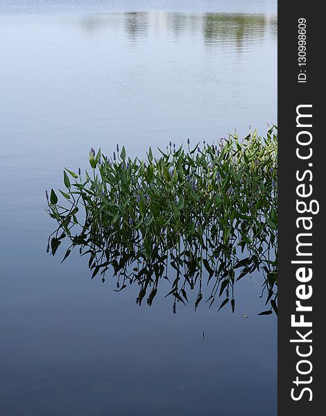 Water, Reflection, Water Resources, Vegetation