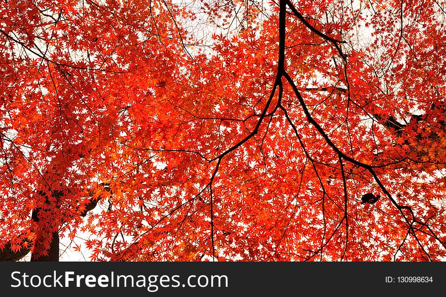 Red, Tree, Leaf, Autumn