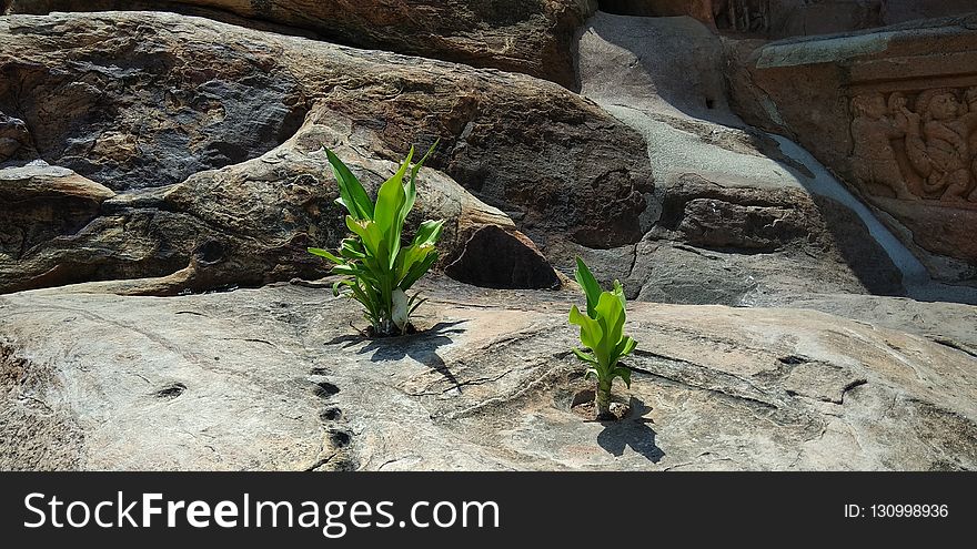 Plant, Flora, Leaf, Rock