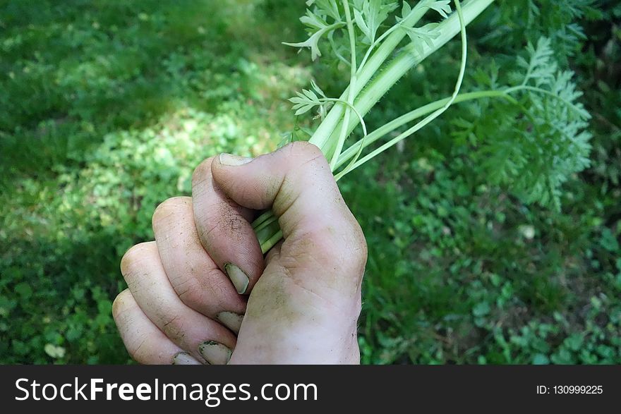 Plant, Grass, Finger, Hand