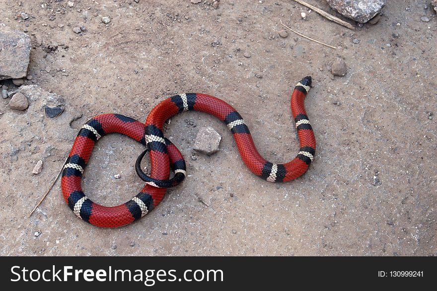 Snake, Scaled Reptile, Reptile, Colubridae