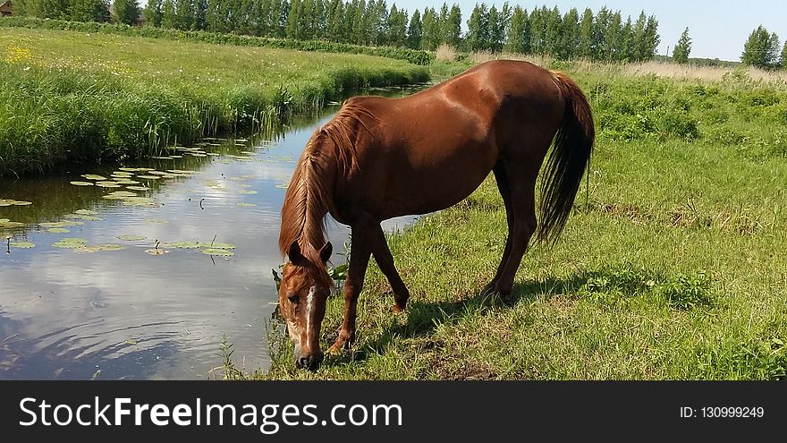 Horse, Grazing, Pasture, Grassland