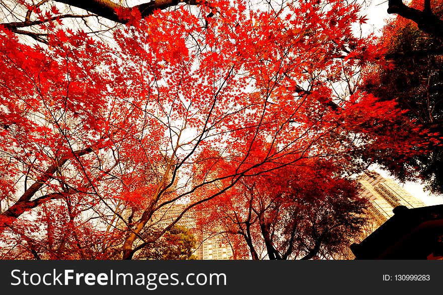 Red, Tree, Maple Leaf, Nature