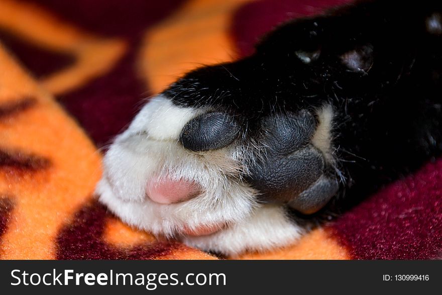 Whiskers, Cat, Nose, Paw