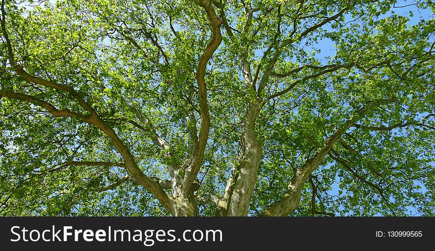 Tree, Branch, Woody Plant, Vegetation