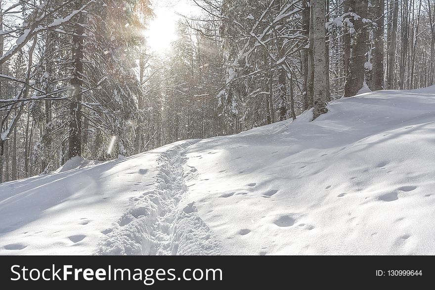 Snow, Winter, Path, Tree