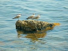 Seagulls On The Stone Royalty Free Stock Image