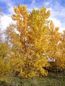 Fall Colors 5 Stock Photo Fall Colors 5 Stock Photo